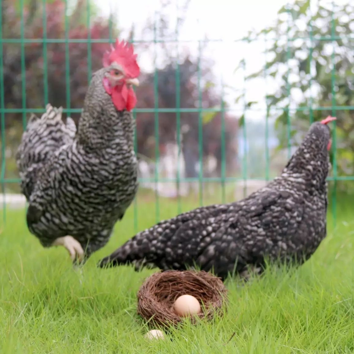 春季如何加强蛋鸡的饲养管理？