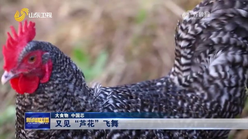 【视频】大食物 中国芯｜又见“芦花”飞舞