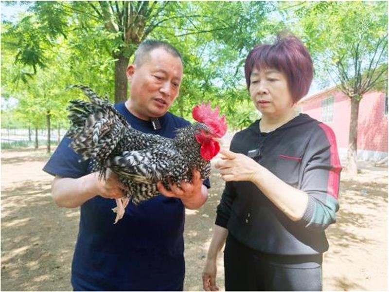 【媒体报道】口碑老店有一道“汶上芦花鸡”